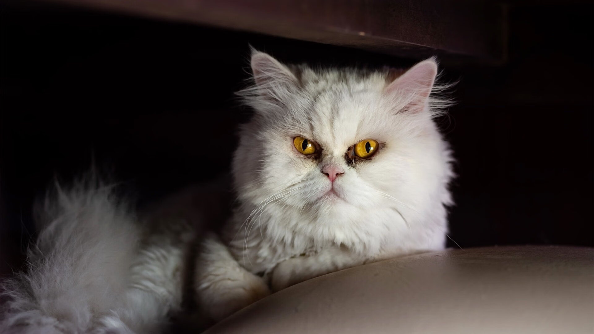 【比赛战报】顶级运动员在大赛中的攻守策略一览，运动员的四大比赛能力