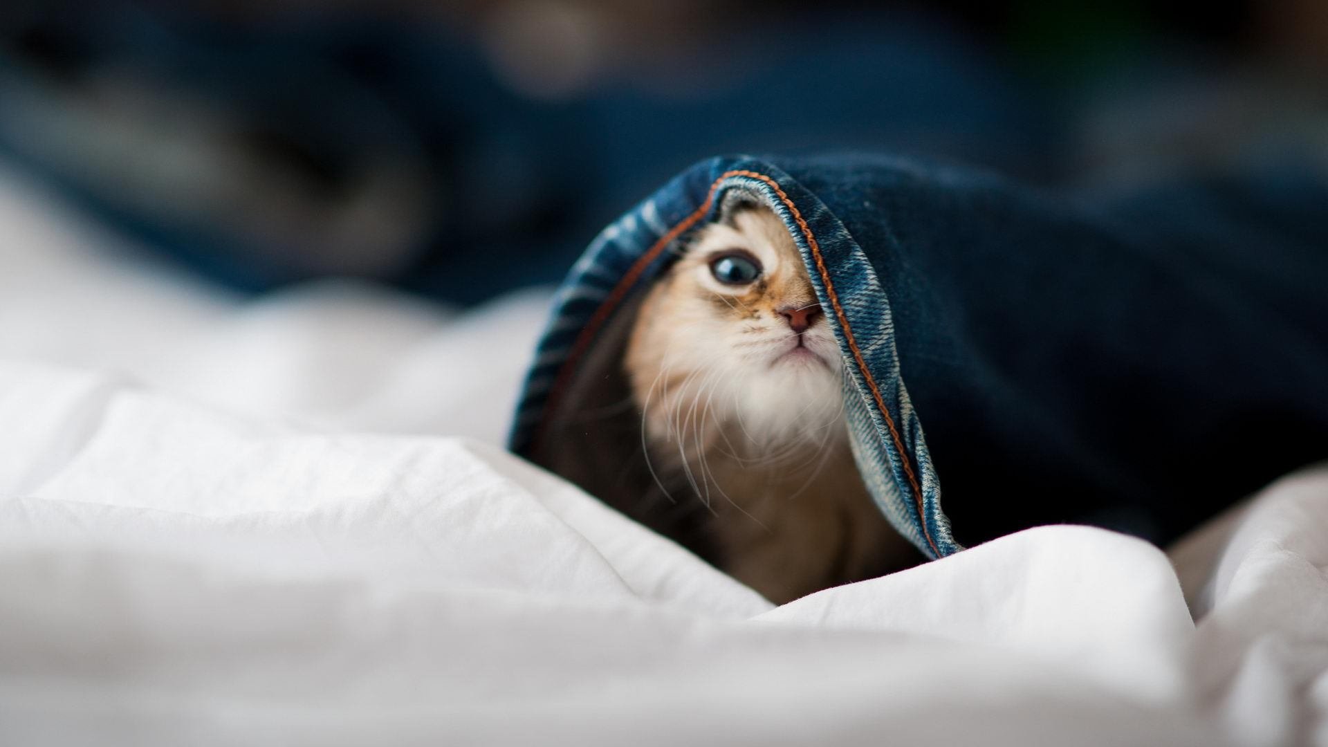 中国青少年篮球比赛掀起全民热潮,中国青少年篮球协会