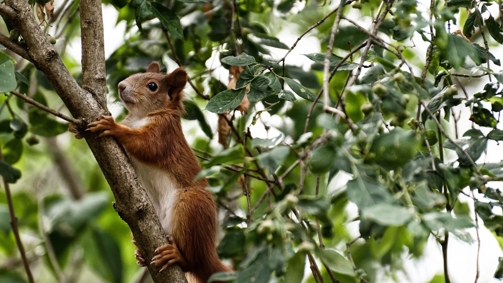 劳塔罗·马丁内斯荣膺美洲杯金靴,劳塔罗·马丁内斯集锦