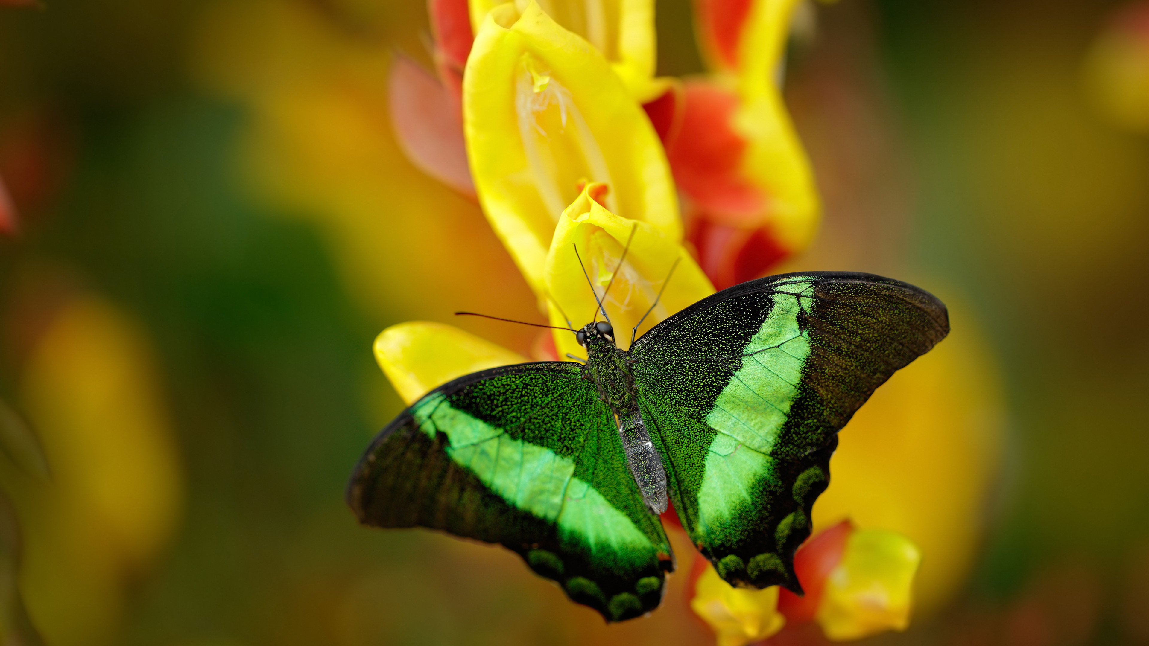 开云官网首页-团队配合：北京队助攻18+，传球流畅令人称赞！，北京队球员